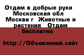Отдам в добрые руки - Московская обл., Москва г. Животные и растения » Отдам бесплатно   